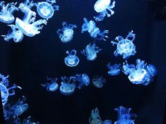 -成都浩海立方海洋公园