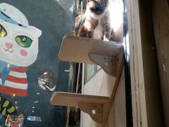 -猫咪博物馆(顶澳仔猫街店)