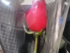 -淘花源花艺鲜花店 开业花篮 绿植(南部商务区店)
