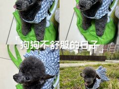 -北京观赏动物医院·24小时大型综合·猫专科·异宠专科