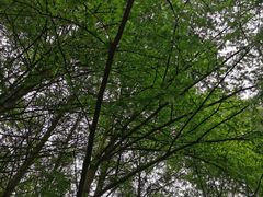 -武陵山森林公园