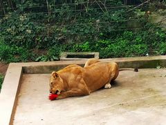 -西霞口神雕山野生动物世界