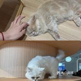 周末还不知道去哪里❓长沙这个超壕的宠物乐园