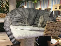 -小时光咖啡馆(开森度假森林店)