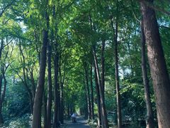 -上海滨江森林公园