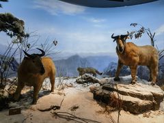 -陕西自然博物馆