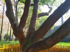 -徐家汇源景区-衡山公园