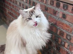 -豆逗聊愈猫阁Easy Life