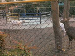 -合肥滨湖国家森林公园