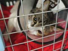 -米苏动物医院·犬猫专科·骨科外科内窥镜