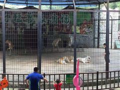 -贵州森林野生动物园