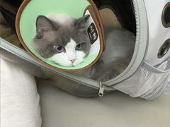 -瑞派康怡24h宠物医院·犬猫医疗中心·微创绝育(瑞景分院)
