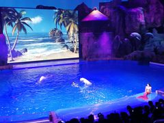 -芜湖新华联大白鲸海洋公园