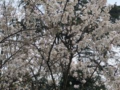 -武汉大学-樱园