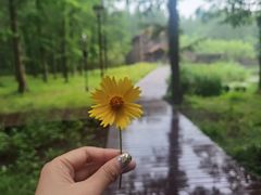 -黄海国家森林公园