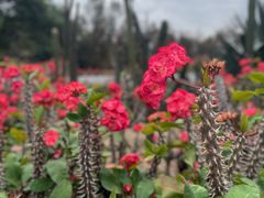 -深圳仙湖植物园