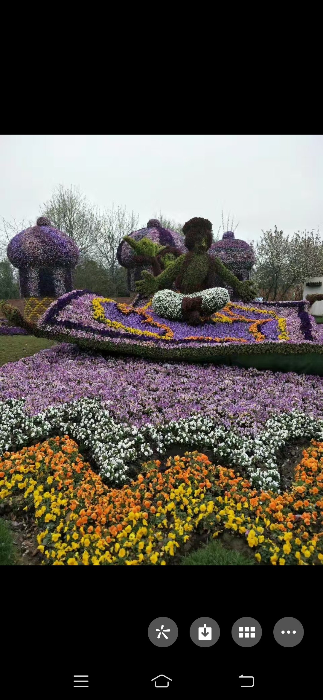 北京植物园春节花展图片