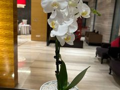 -青岛富力艾美酒店-乐美中餐厅创意胶东菜