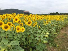 -苏州太湖西山岛开心农场
