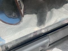 -瑞派名望志远动物医院·猫科·內科·异宠专科(直港大道店)