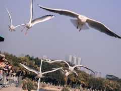 -深圳湾公园(南山区)