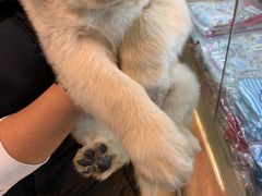 -翊宠yipet猫狗购宠庄园犬舍•猫舍