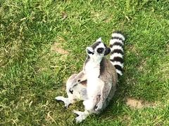 -西霞口神雕山野生动物世界