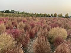 -映月湖中央公园