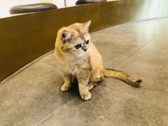 -飞行喵MR PILOT|猫舍·猫咖(静安大融城店)