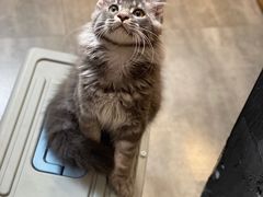 -欣宠猫屋·矮脚拿破仑·蓝金金渐层