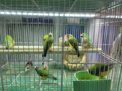 -青石桥花鸟鱼虫市场(叠翠城店)