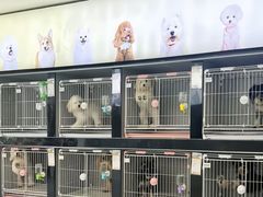 -翊宠yipet猫狗购宠庄园犬舍•猫舍