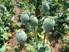 -国家植物园南园