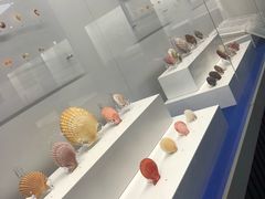 -贝壳王国博物馆
