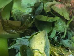 -金鼎雪山牦牛杂火锅(理县总店)