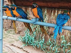 -西霞口神雕山野生动物世界