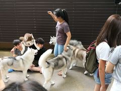 -TrueLove @ Neverland (Husky Cafe)