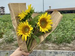 -杭州湾海上花田景区