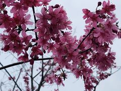 -顾村公园