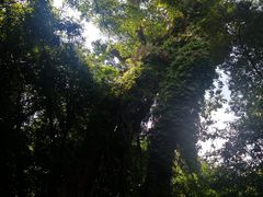 -七仙岭温泉国家森林公园