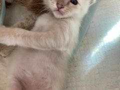 -中农国际动物医院24小时·猫科·骨科·急重症中心