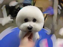 -PETKIT 小佩宠物·低压洗护·美容·寄养(安远店)