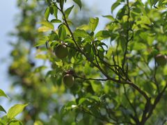 -香雪海