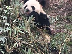 -成都大熊猫繁育研究基地