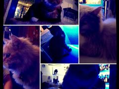 海妖精灵-Sirena海妖日咖夜酒