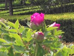 -黄村公园