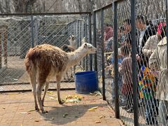 -长白岛森林公园