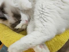 -COLOR PETS 撸猫馆·购猫·猫咖(长风大悦城店)