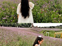 -大塘金香草谷