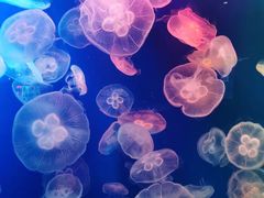 -成都浩海立方海洋公园